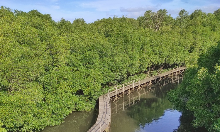 Mangrove Boardwalk