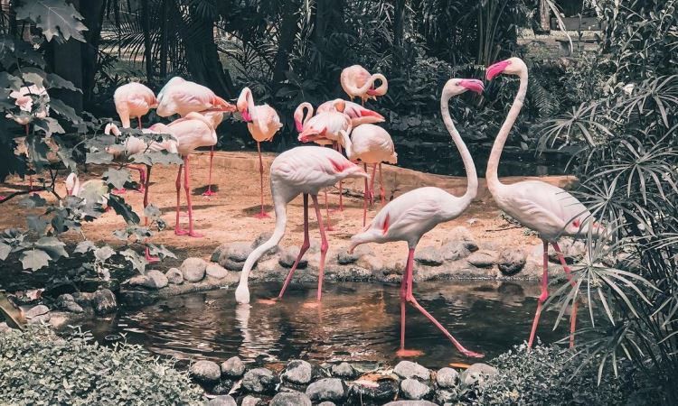 Atraksi Menarik di Taman Burung Bali