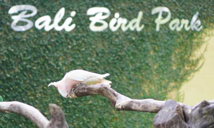 Harga Tiket Bali Bird Park