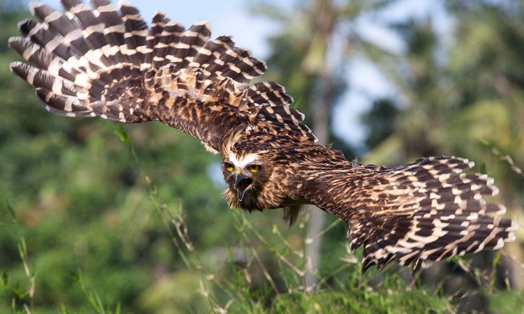 Koleksi Bali Bird Park