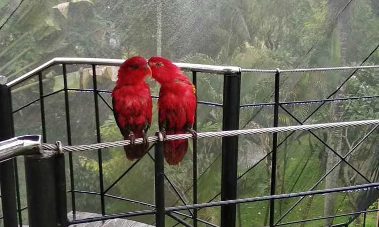 Rute Menuju Taman Burung Bali