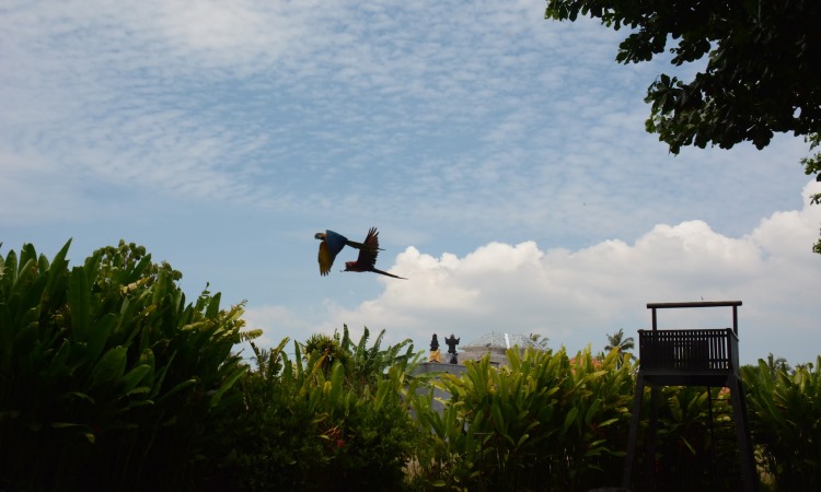 Sekilas Lain Bali Bird Park