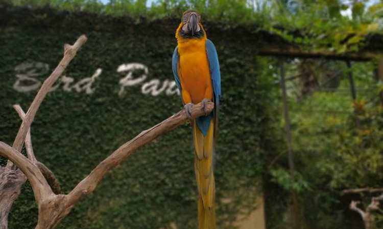 Wisata Edukasi di Bali Bird Park