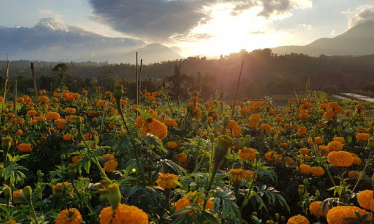 Gemitir Garden, Taman Bunga Gemitir yang Kekinian di Bali