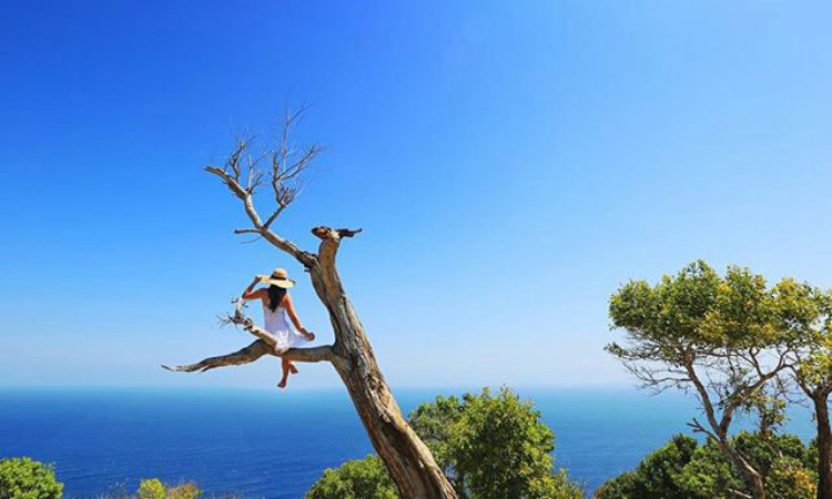 Pohon Cinta, Tempat Unik Menikmati Alam Nusa Penida Bali