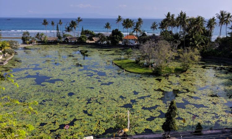 Lotus Lagoon Candidasa, Taman Bunga Teratai yang Memukau di Bali Timur