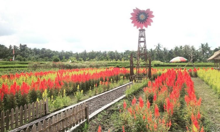 Belayu Florist Tabanan
