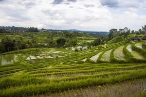 Jatiluwih Rice Terrace