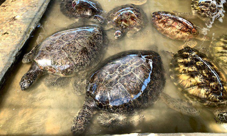 Daya Tarik Wisata Pulau Penyu