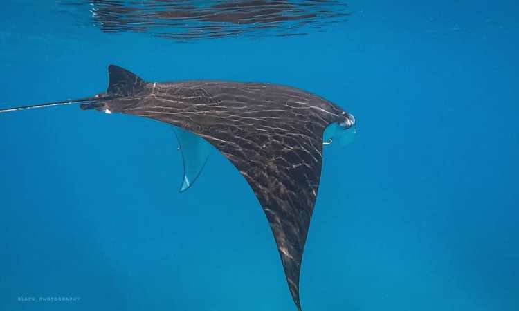 Manta Point, Surga Para Pecinta Diving & Snorkeling di Labuan Bajo