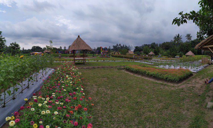 Taman Bunga Matahari, Spot Foto Kekinian dengan Panorama Alam Memukau di Tabanan