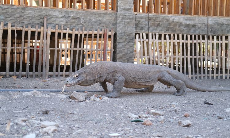 Daya Tarik di Pulau Rinca