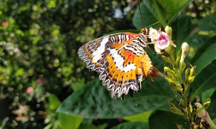 Kemenuh Butterfly Park, Taman Kupu-Kupu Cantik Bernuansa Alam di Gianyar