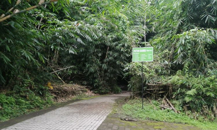Aktivitas Menarik di Hutan Bambu Penglipuran