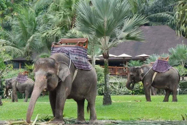 Alamat Bali Elephant Camp