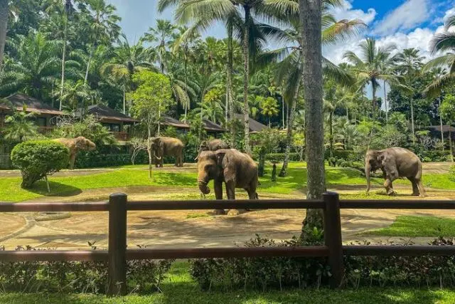 Fasilitas Bali Elephant Camp
