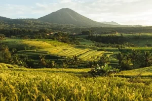 Daya Tarik Desa Jatiluwih Bali