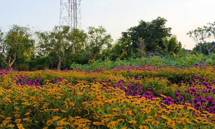 Daya Tarik Wisata Narmada Botanic Garden
