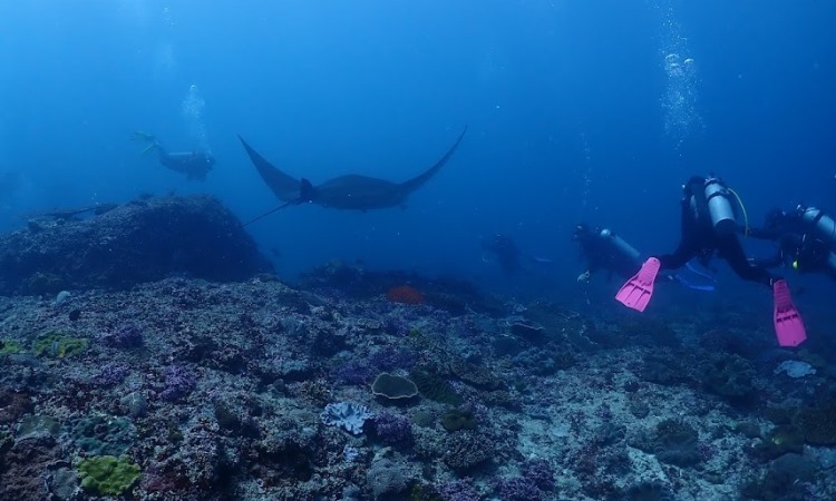 Manta Bay Nusa Penida