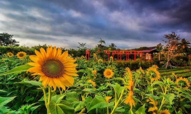 Narmada Botanic Garden Lombok