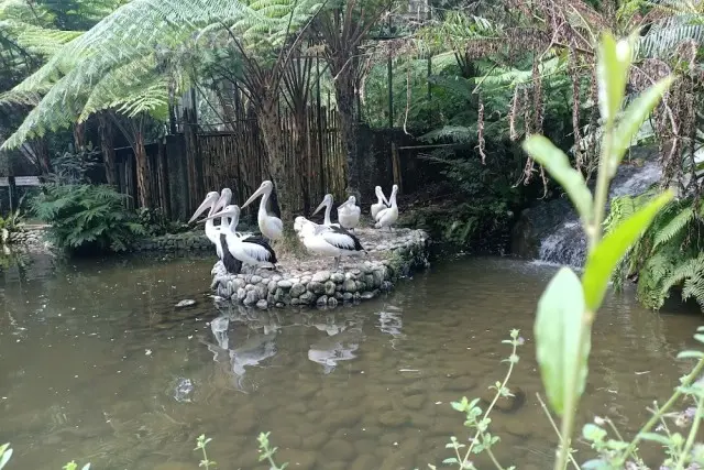 Daya Tarik Tasta Zoo