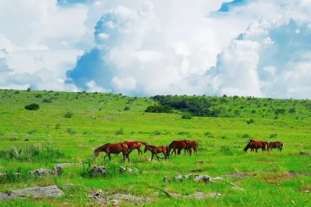 Aktivitas Savana Puru Kambera