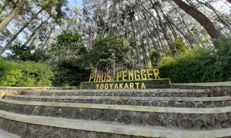 Hutan Pinus Pengger