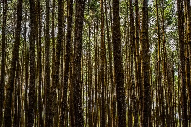 Hutan Pinus Asri