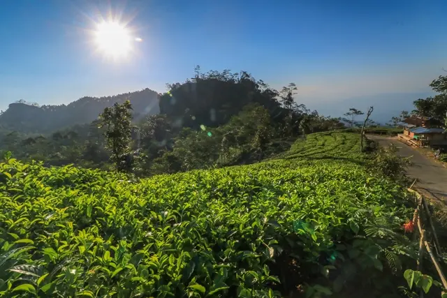Shutterstock Fasilitas Kebun Teh Nglinggo