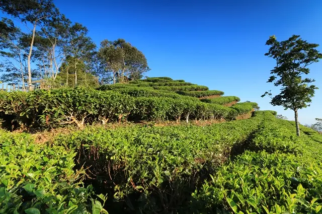 Shutterstock Wisata Kebun Teh Nglinggo