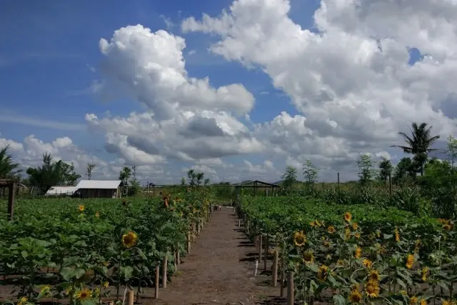 Kebun Bunga Matahari Pantai Glagah