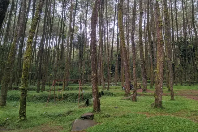 Aktivitas Hutan Pinus Ngandong