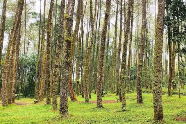 Alamat Hutan Pinus Ngandong