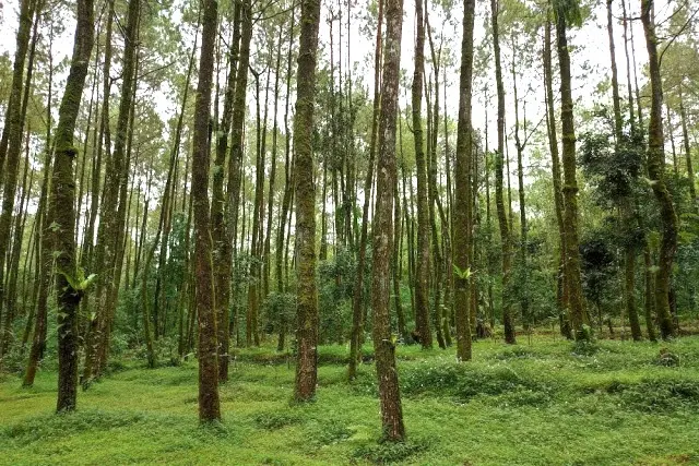Daya Tarik Wisata Hutan Pinus Ngandong