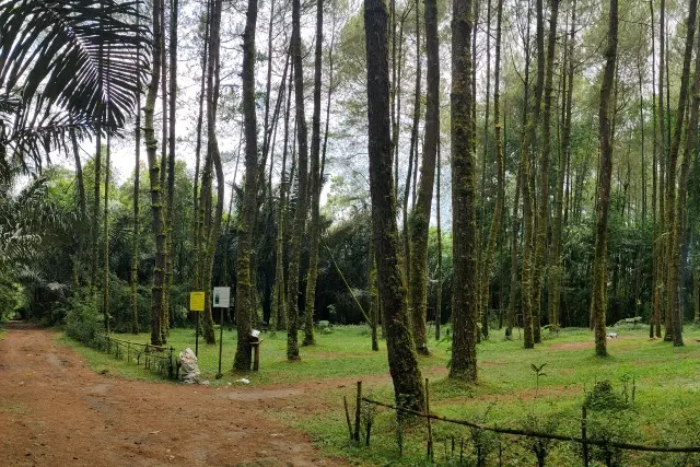 Fasilitas Hutan Pinus Ngandong
