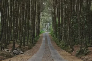 Daya Tarik Top Selfie Pinusan Kragilan