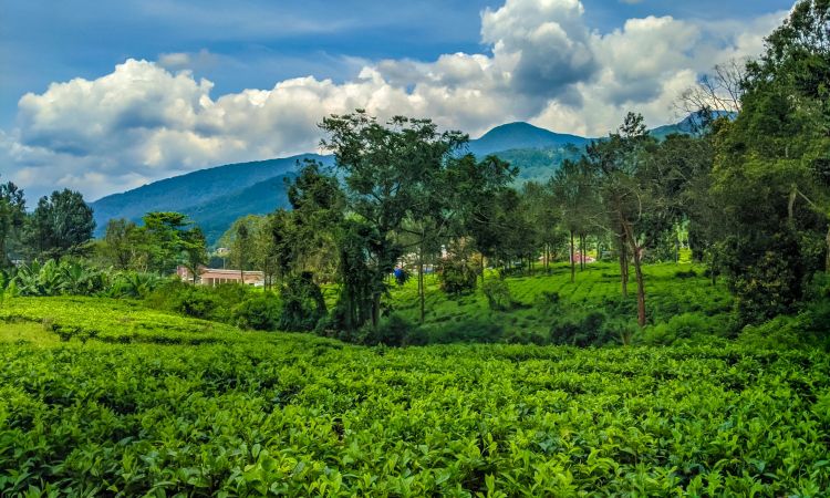 Gunung Mas