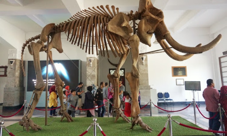 Aktivitas Seru di Museum Geologi