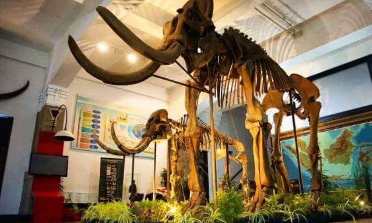 Fasilitas di Museum Geologi