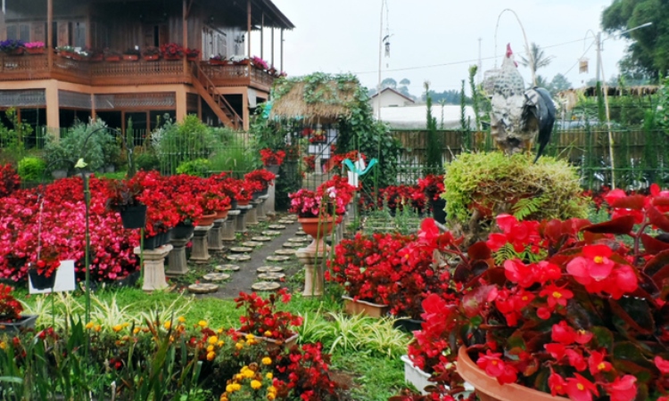 Taman Begonia Lembang, Taman Bunga yang Instagramable di Bandung