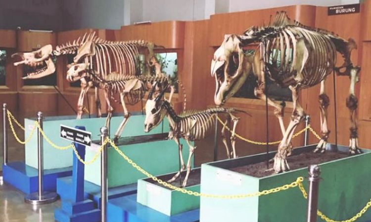 Museum Zoologi Bogor