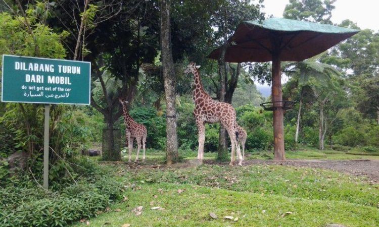 Lokasi Wisata Taman Safari Cisarua di Bogor
