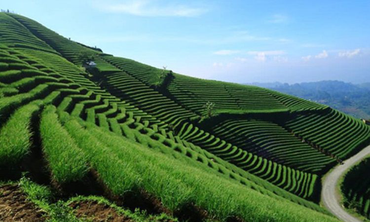 Terasering Panyaweuyan, Destinasi Wisata Hijau Nan Asri di Majalengka