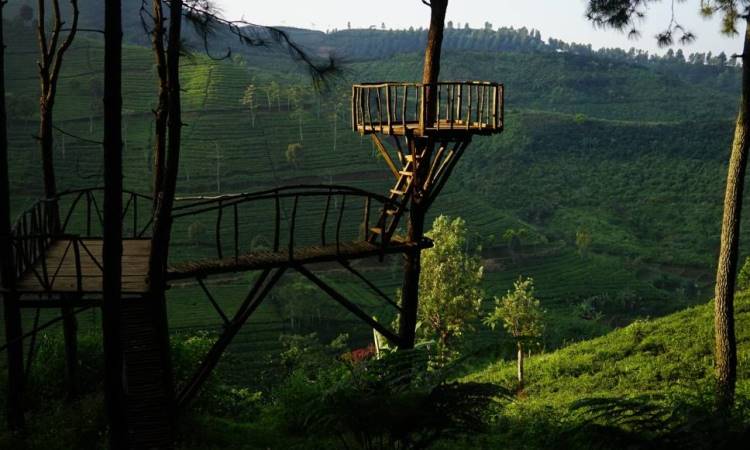 Bukit Senyum, Objek Wisata Alam dengan Panorama Hutan Pinus di Bandung