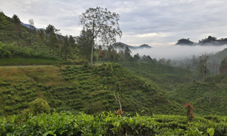 Kegiatan Menarik Lainnya Di Wisata Batu Tumpang Garut