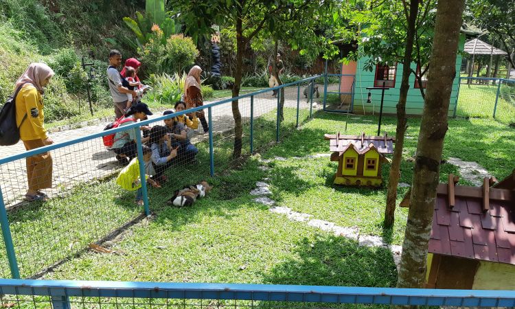 Aktivitas Menarik Di Bogor Mini Zoo