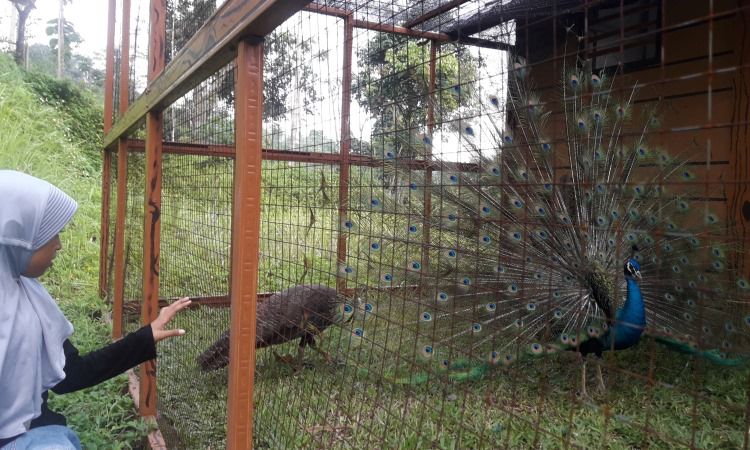 Aktivitas Menarik Di Wisata Bogor Mini Zoo