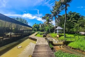 Daya Tarik Kuntum Farmfield