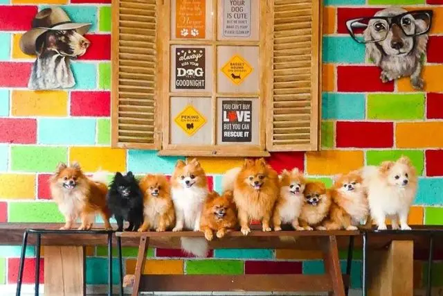 Rumah Guguk Bandung, Tempat Favorit Berkumpul Para Pecinta Hewan