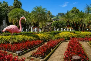 Kebun Begonia Lembang